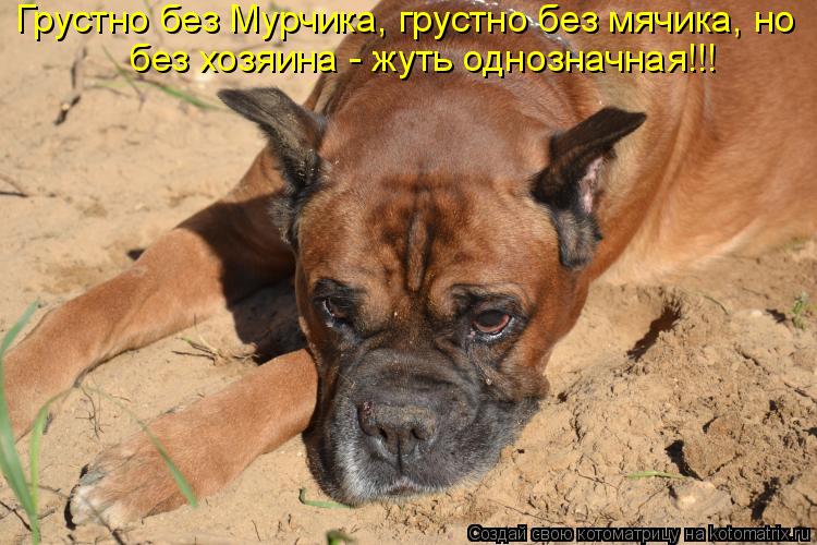 без хозяина - жуть однозначная!!! Грустно без Мурчика, грустно без мячика, но... Котоматрица: без хозяина - жуть однозначная!!! Грустно без Мурчика, грустно без мячика, но