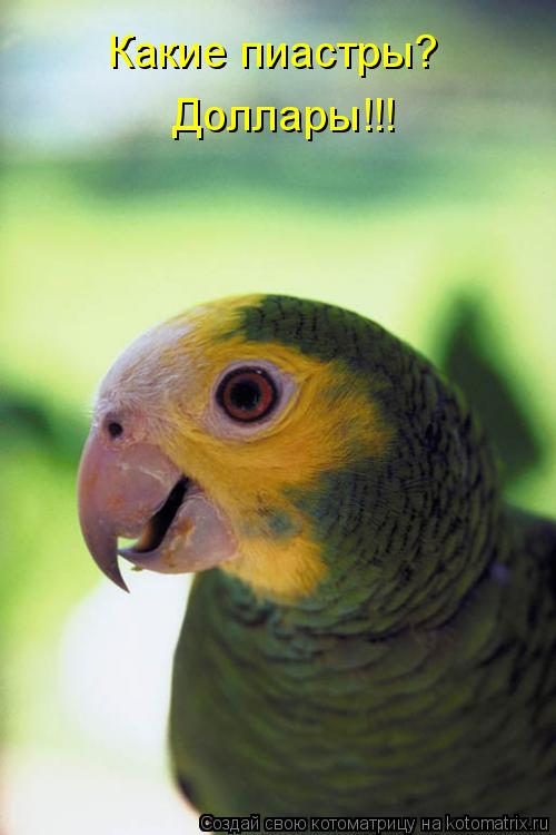 Какие пиастры? Доллары!!!... Котоматрица: Какие пиастры? Доллары!!!