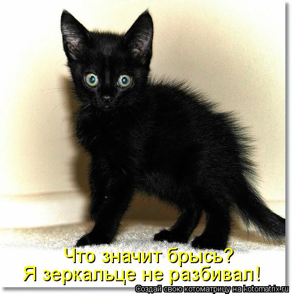 Что значит брысь? Я зеркальце не разбивал!... Котоматрица: Что значит брысь? Я зеркальце не разбивал!