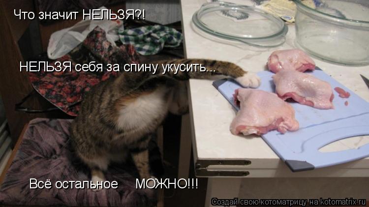 НЕЛЬЗЯ себя за спину укусить... Что значит НЕЛЬЗЯ?! Всё остальное МОЖНО!!!... Котоматрица: НЕЛЬЗЯ себя за спину укусить... Что значит НЕЛЬЗЯ?! Всё остальное МОЖНО!!!