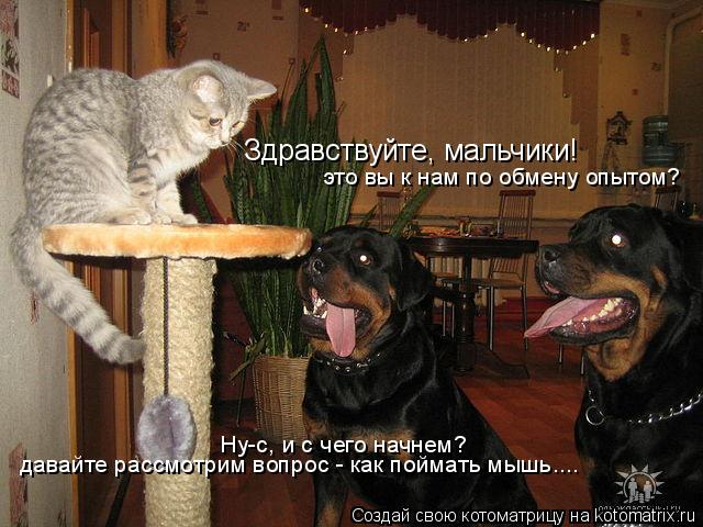 Здравствуйте, мальчики! это вы к нам по обмену опытом? Ну-с, и с чего начнем? давайте рассмотрим во... Котоматрица: Здравствуйте, мальчики! это вы к нам по обмену опытом? Ну-с, и с чего начнем? давайте рассмотрим вопрос - как поймать мышь....