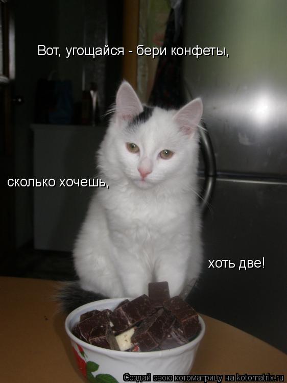 Вот, угощайся - бери конфеты, сколько хочешь, хоть две!... Котоматрица: Вот, угощайся - бери конфеты, сколько хочешь, хоть две!
