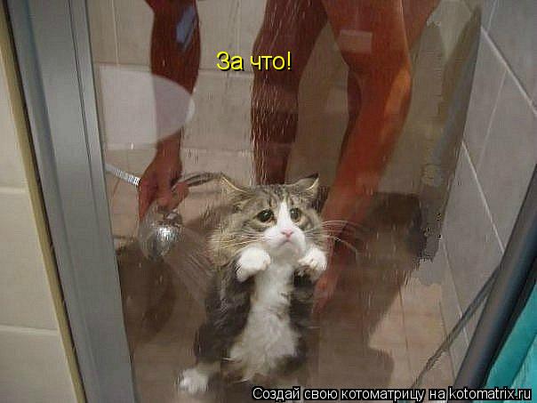 За что!... Котоматрица: За что!