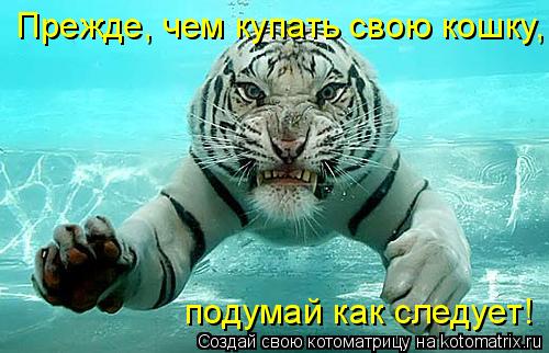 Прежде, чем купать свою кошку, подумай как следует!... Котоматрица: Прежде, чем купать свою кошку, подумай как следует!