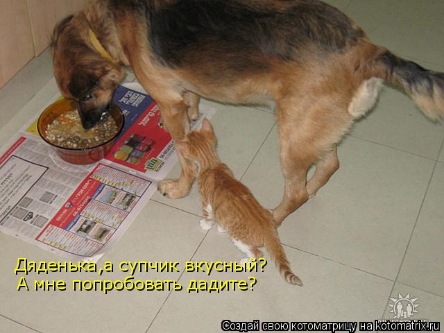 Дяденька,а супчик вкусный? А мне попробовать дадите?... Котоматрица: Дяденька,а супчик вкусный? А мне попробовать дадите?