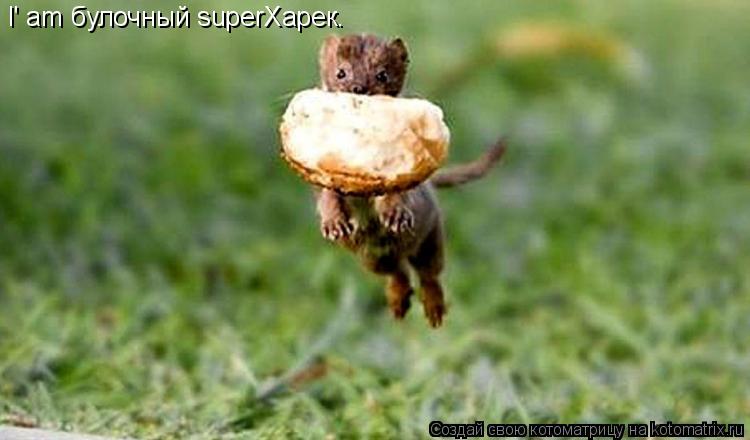 I' am булочный superХарек.... Котоматрица: I' am булочный superХарек.