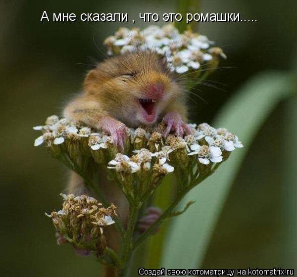 А мне сказали , что это ромашки........ Котоматрица: А мне сказали , что это ромашки.....