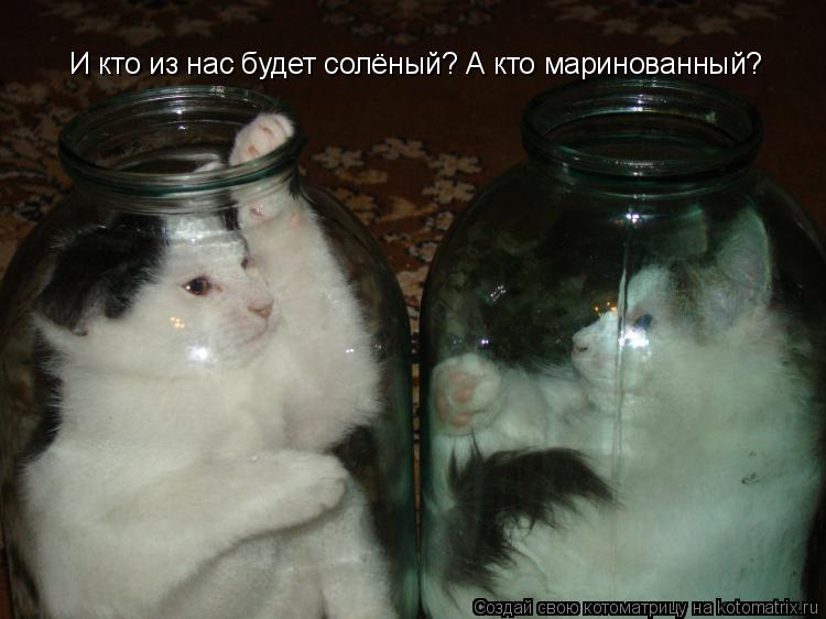 И кто из нас будет солёный? А кто маринованный?... Котоматрица: И кто из нас будет солёный? А кто маринованный?