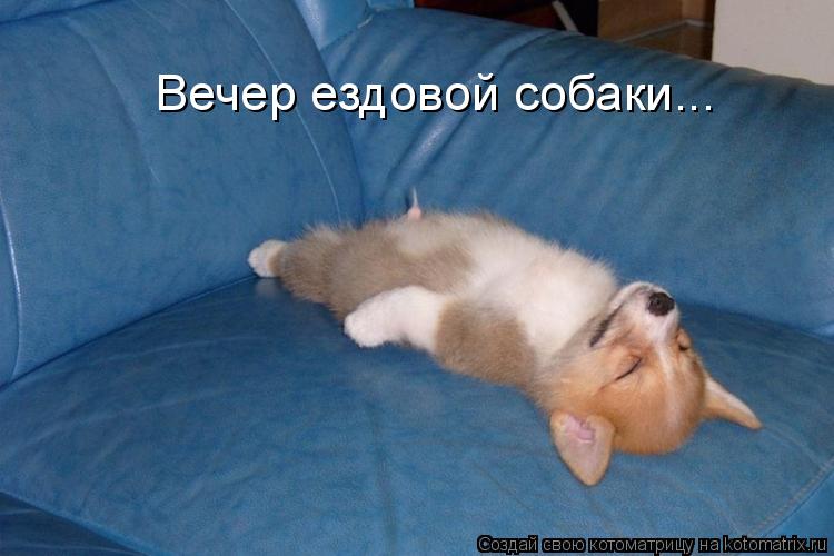 Вечер ездовой собаки...... Котоматрица: Вечер ездовой собаки...