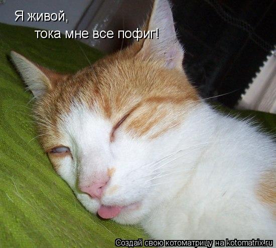 Я живой, тока мне все пофиг!... Котоматрица: Я живой, тока мне все пофиг!