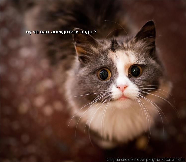 ну чё вам анекдотики надо ?... Котоматрица: ну чё вам анекдотики надо ?
