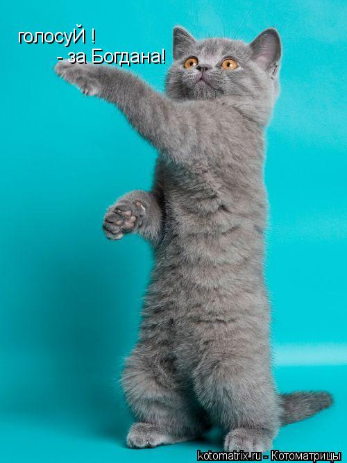 голосуЙ ! - за Богдана!... Котоматрица: голосуЙ ! - за Богдана!