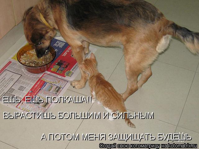 ЕШЬ, ЕШЬ ПОЛКАША!! ВЫРАСТИШЬ БОЛЬШИМ И СИЛЬНЫМ А ПОТОМ МЕНЯ ЗАЩИЩАТЬ БУДЕШЬ... Котоматрица: ЕШЬ, ЕШЬ ПОЛКАША!! ВЫРАСТИШЬ БОЛЬШИМ И СИЛЬНЫМ А ПОТОМ МЕНЯ ЗАЩИЩАТЬ БУДЕШЬ