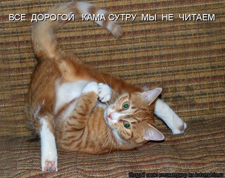 ВСЕ ДОРОГОЙ КАМА СУТРУ МЫ НЕ ЧИТАЕМ... Котоматрица: ВСЕ ДОРОГОЙ КАМА СУТРУ МЫ НЕ ЧИТАЕМ