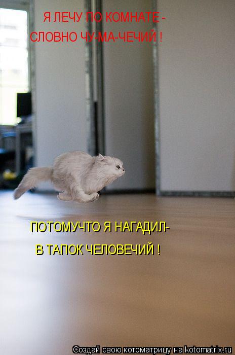Я ЛЕЧУ ПО КОМНАТЕ - СЛОВНО ЧУ-МА-ЧЕЧИЙ ! ПОТОМУЧТО Я НАГАДИЛ- В ТАПОК ЧЕЛОВЕЧИЙ !... Котоматрица: Я ЛЕЧУ ПО КОМНАТЕ - СЛОВНО ЧУ-МА-ЧЕЧИЙ ! ПОТОМУЧТО Я НАГАДИЛ- В ТАПОК ЧЕЛОВЕЧИЙ !