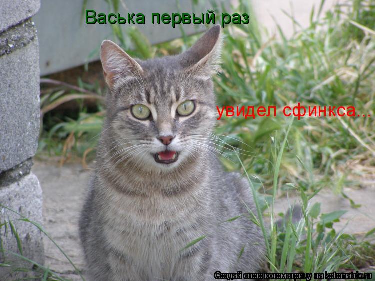 Васька первый раз увидел сфинкса...... Котоматрица: Васька первый раз увидел сфинкса...