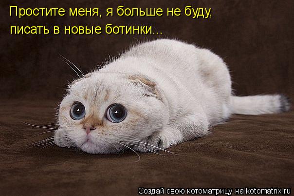 Простите меня, я больше не буду, писать в новые ботинки...... Котоматрица: Простите меня, я больше не буду, писать в новые ботинки...