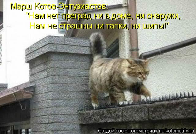 Марш Котов-Энтузиастов: "Нам нет преград ни в доме, ни снаружи, Нам не страшны ни тапки, ни шипы!"... Котоматрица: Марш Котов-Энтузиастов: "Нам нет преград ни в доме, ни снаружи, Нам не страшны ни тапки, ни шипы!"