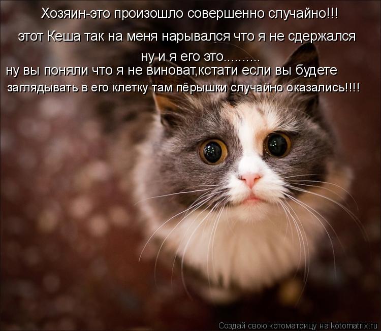 Котоматрица: Хозяин-это произошло совершенно случайно!!! этот Кеша так на меня нарывался что я не сдержался ну и я его это.......... ну вы поняли что я не винов