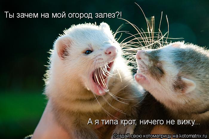Котоматрица: Ты зачем на мой огород залез?! А я типа крот, ничего не вижу...