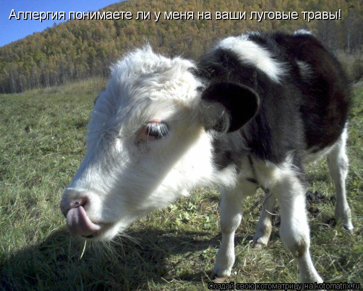 Котоматрица: Аллергия понимаете ли у меня на ваши луговые травы!