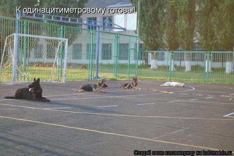 К одинацитиметровому готовы!... Котоматрица: К одинацитиметровому готовы!