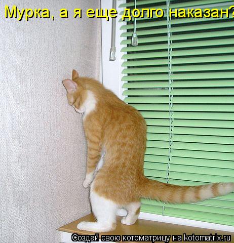 Мурка, а я еще долго наказан?... Котоматрица: Мурка, а я еще долго наказан?