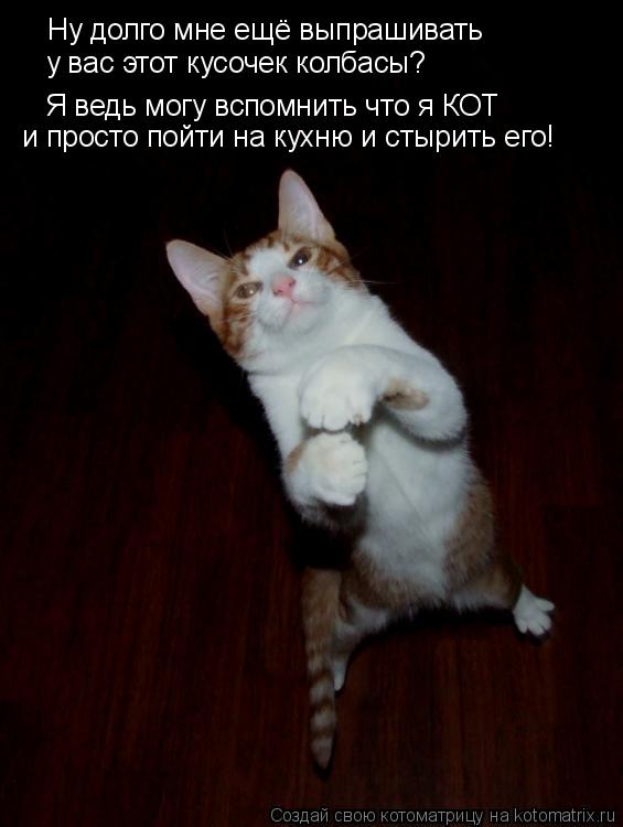Ну долго мне ещё выпрашивать у вас этот кусочек колбасы? Я ведь могу вспомнить что я КОТ и просто пой... Котоматрица: Ну долго мне ещё выпрашивать у вас этот кусочек колбасы? Я ведь могу вспомнить что я КОТ и просто пойти на кухню и стырить его!