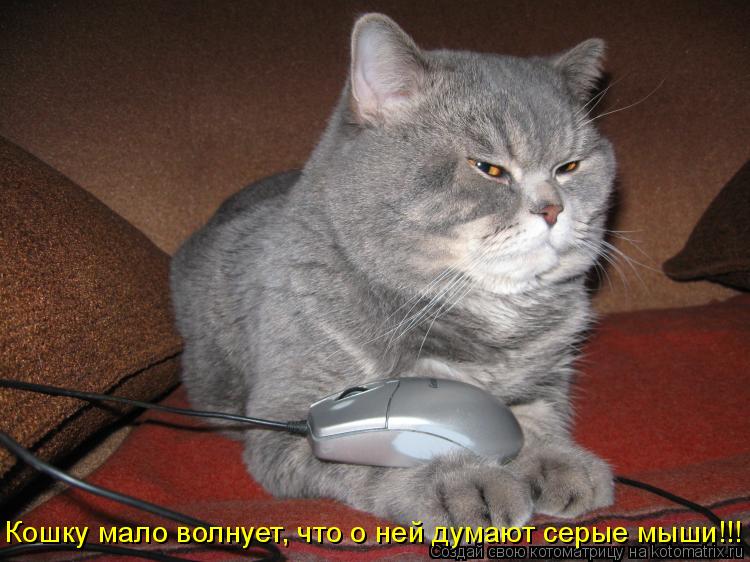 Кошку мало волнует, что о ней думают серые мыши!!!... Котоматрица: Кошку мало волнует, что о ней думают серые мыши!!!