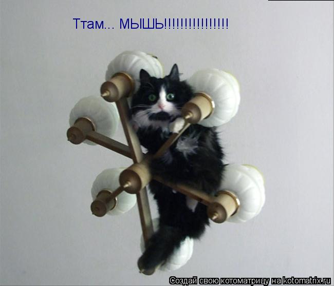 Ттам... МЫШЬ!!!!!!!!!!!!!!!!... Котоматрица: Ттам... МЫШЬ!!!!!!!!!!!!!!!!