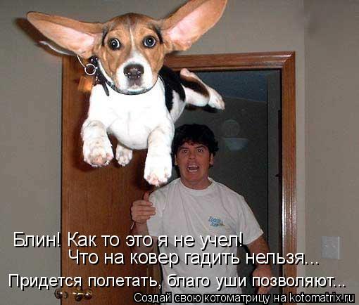 Блин! Как то это я не учел! Что на ковер гадить нельзя... Придется полетать, благо уши позволяют...... Котоматрица: Блин! Как то это я не учел! Что на ковер гадить нельзя... Придется полетать, благо уши позволяют...