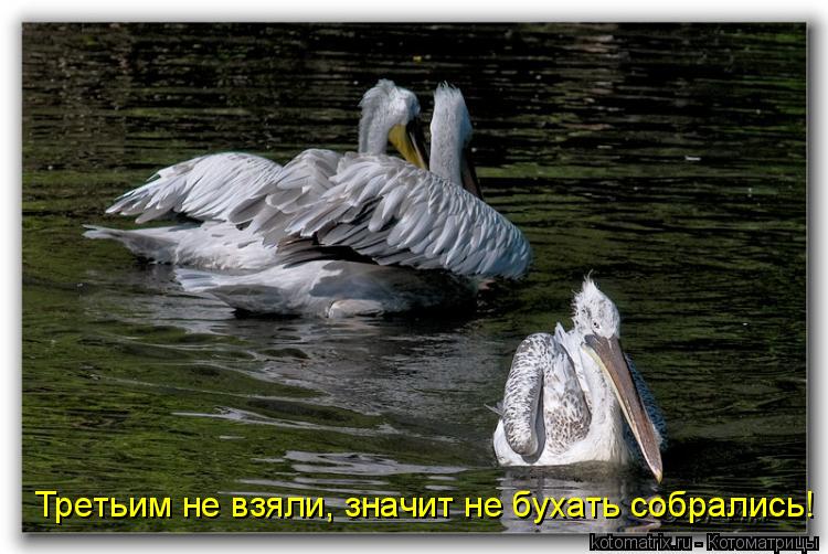 Третьим не взяли, значит не бухать собрались!... Котоматрица: Третьим не взяли, значит не бухать собрались!