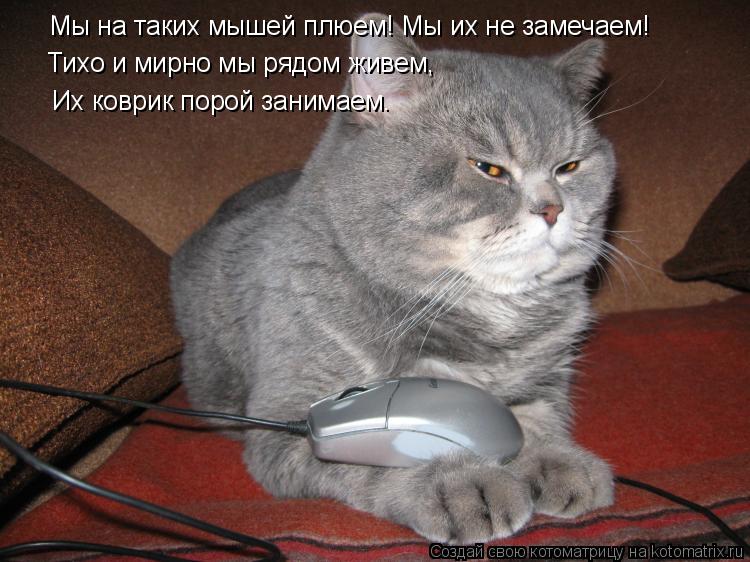 Мы на таких мышей плюем! Мы их не замечаем! Тихо и мирно мы рядом живем, Их коврик порой занимаем.... Котоматрица: Мы на таких мышей плюем! Мы их не замечаем! Тихо и мирно мы рядом живем, Их коврик порой занимаем.