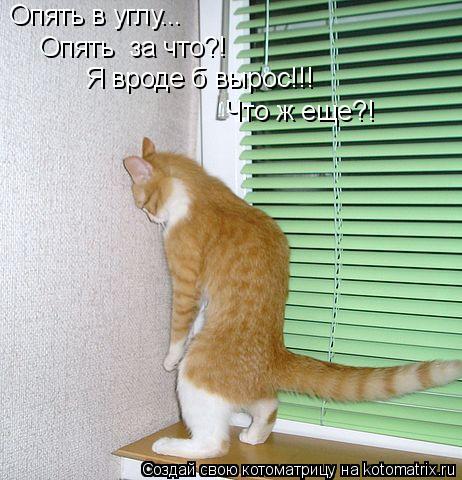 Опять в углу... Опять за что?! Я вроде б вырос!!! Что ж еще?!... Котоматрица: Опять в углу... Опять за что?! Я вроде б вырос!!! Что ж еще?!