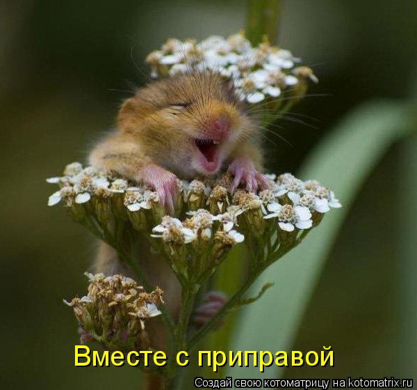 Вместе с приправой... Котоматрица: Вместе с приправой