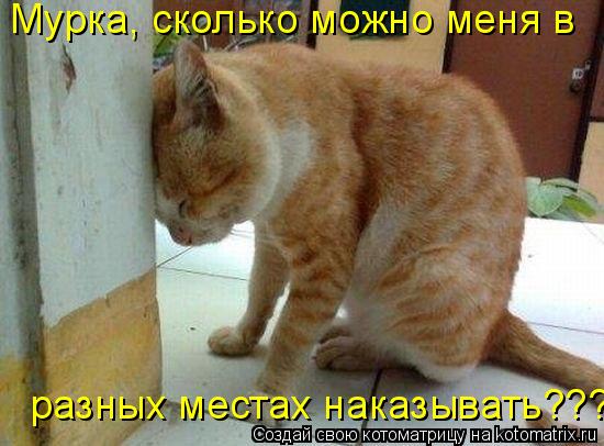 Мурка, сколько можно меня в разных местах наказывать???... Котоматрица: Мурка, сколько можно меня в разных местах наказывать???
