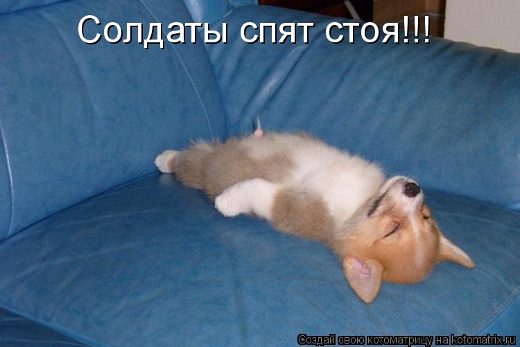 Солдаты спят стоя!!!... Котоматрица: Солдаты спят стоя!!!