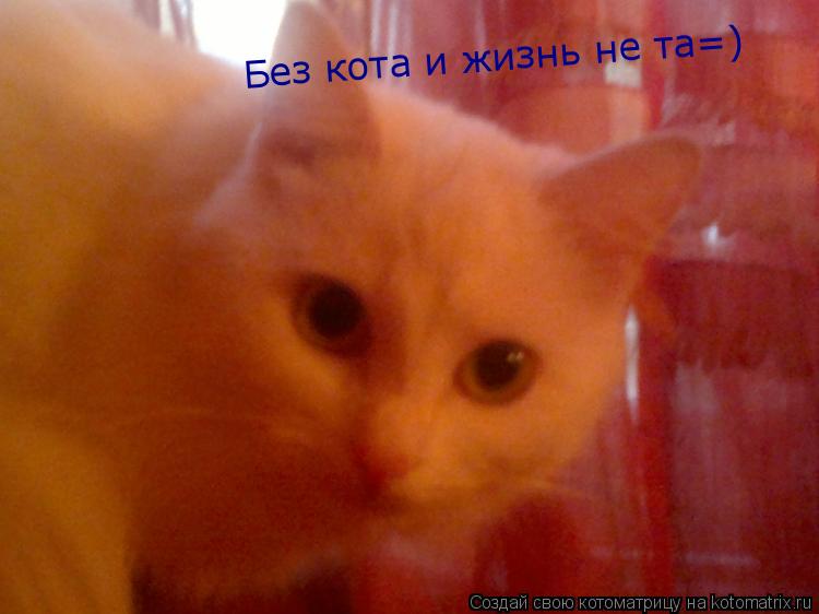 Котоматрица: Без кота и жизнь не та=)