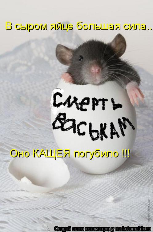 В сыром яйце большая сила... Оно КАЩЕЯ погубило !!!... Котоматрица: В сыром яйце большая сила... Оно КАЩЕЯ погубило !!!