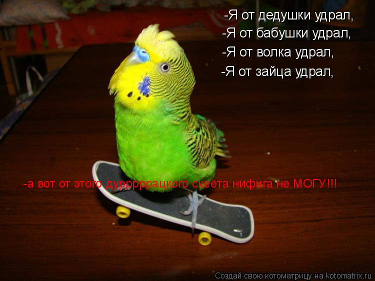Котоматрица: -Я от дедушки удрал, -Я от бабушки удрал, -Я от волка удрал, -Я от зайца удрал, -а вот от этого дурррррацкого скеёта нифига не МОГУ!!!
