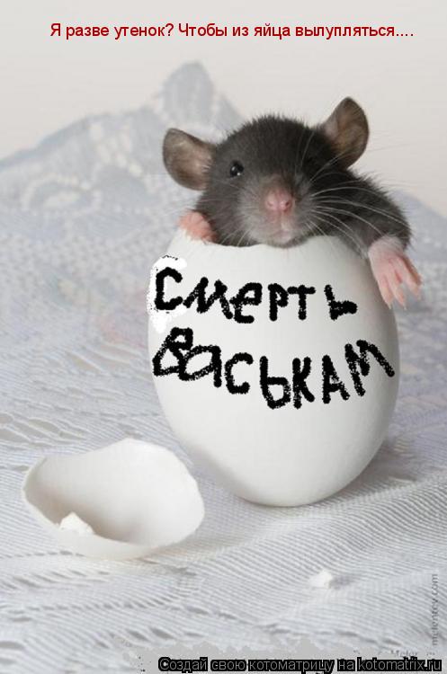 Котоматрица: Я разве утенок? Чтобы из яйца вылупляться....