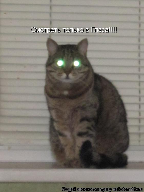 Котоматрица: Смотреть только в Глаза!!!!
