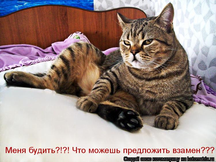 Котоматрица: Меня будить?!?! Что можешь предложить взамен???