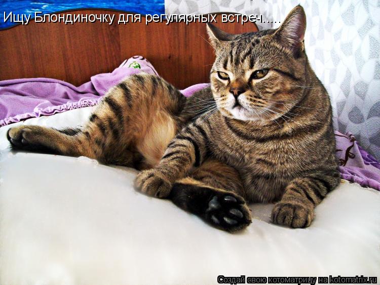 Котоматрица: Ищу Блондиночку для регулярных встреч.....