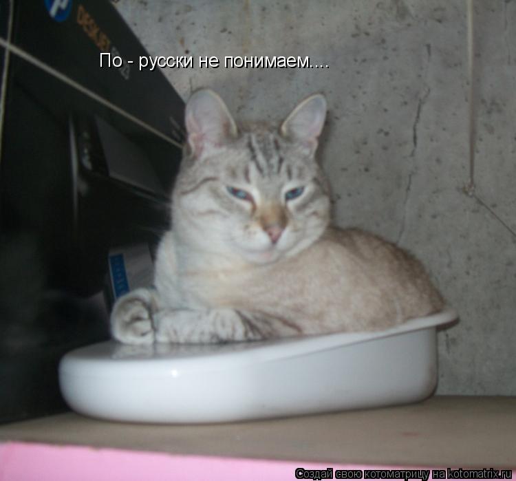 Котоматрица: По - русски не понимаем....