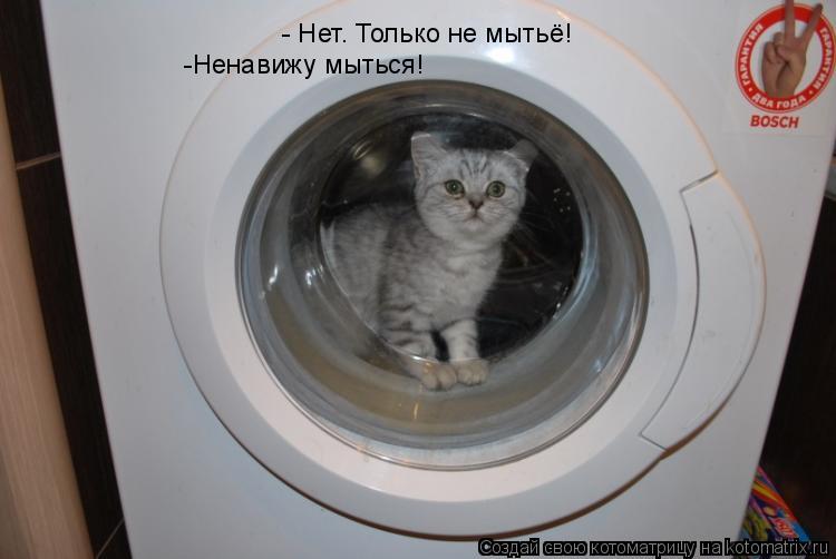 Котоматрица: - Нет. Только не мытьё! -Ненавижу мыться!