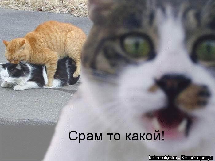 Котоматрица: Срам то какой!