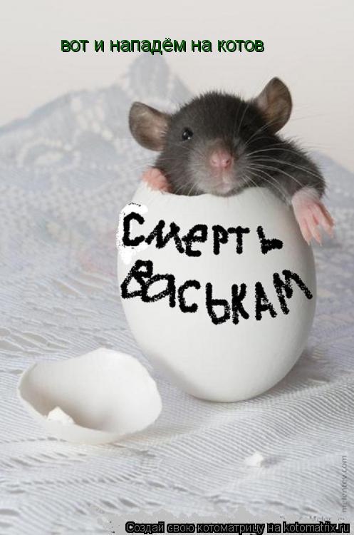 Котоматрица: вот и нападём на котов
