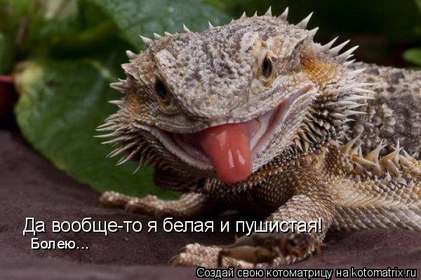 Котоматрица: Да вообще-то я белая и пушистая! Болею...