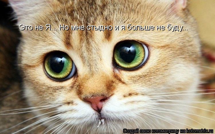 Котоматрица: Это не Я... Но мне стыдно и я больше не буду...